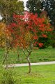 2010-10 Arboretum de Chatenay